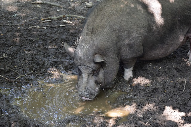 步崭露头角 步崭露头角