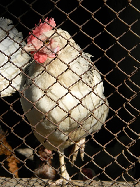 曼聯的策略 曼聯的策略